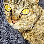 Fiona a rejoint le concours — aidez-le/la à gagner de superbes lots ! cat, tabby, close_up, golden_eyes, whiskers, fur, pet, animal, resting, blanket, texture, soft, indoor, cute, mammal, face, ears, nose, sleepy, cozy