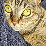 cat, tabby, close_up, golden_eyes, whiskers, fur, pet, animal, resting, blanket, texture, soft, indoor, cute, mammal, face, ears, nose, sleepy, cozy