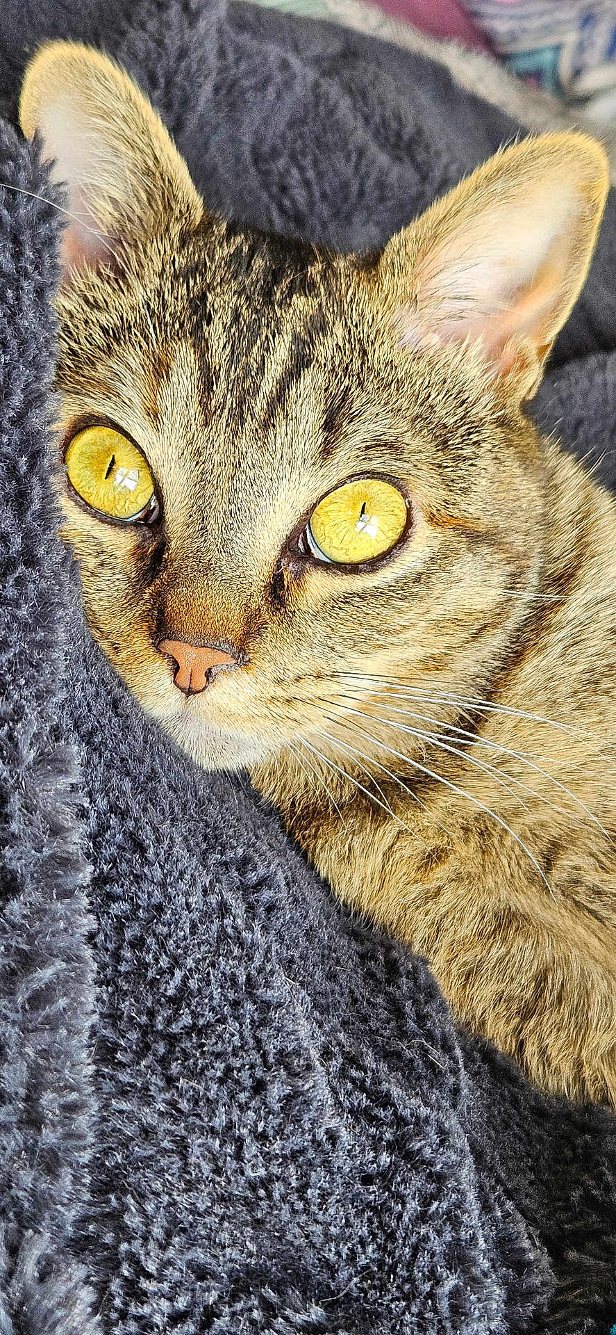 Fiona a rejoint le concours — aidez-le/la à gagner de superbes lots ! cat, tabby, close_up, golden_eyes, whiskers, fur, pet, animal, resting, blanket, texture, soft, indoor, cute, mammal, face, ears, nose, sleepy, cozy