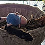Fiona a rejoint le concours — aidez-le/la à gagner de superbes lots ! cat, tabby, sleeping, cat_bed, plush_toy, indoor, sunlight, window, plants, cozy, feline, pet, relaxing, soft_texture, resting, domestic_animal, houseplant, comfy, cute, napping