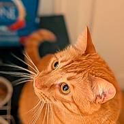 Youtoo a rejoint le concours — aidez-le/la à gagner de superbes lots ! cat, orange_tabby, whiskers, pet, animal, indoor, curious, closeup, feline, ears, eyes, fur, portrait, looking_up, domestic_cat, cute, focused, soft_background, warm_colors, mammal