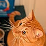 cat, orange_tabby, whiskers, pet, animal, indoor, curious, closeup, feline, ears, eyes, fur, portrait, looking_up, domestic_cat, cute, focused, soft_background, warm_colors, mammal