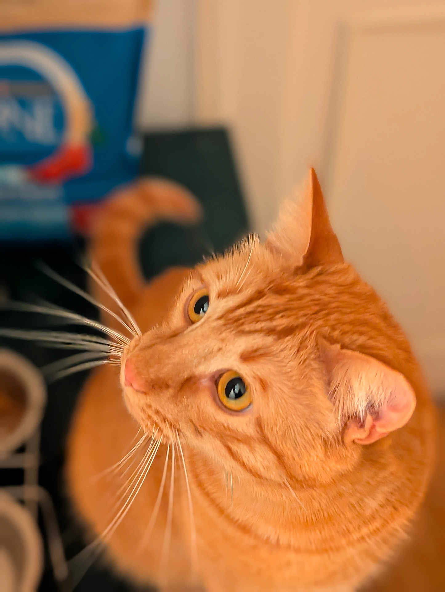 Youtoo a rejoint le concours — aidez-le/la à gagner de superbes lots ! cat, orange_tabby, whiskers, pet, animal, indoor, curious, closeup, feline, ears, eyes, fur, portrait, looking_up, domestic_cat, cute, focused, soft_background, warm_colors, mammal