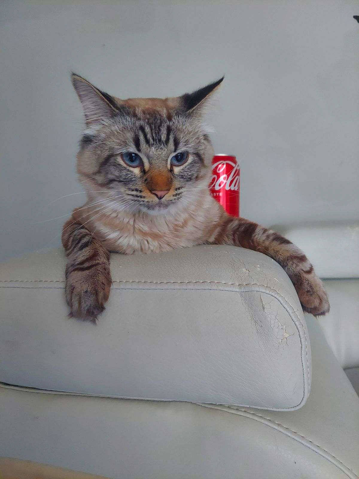 Wolfman is registered to the contest to win money with this photo: cardboard, carnivore, cat, claw, comfort, couch, domestic_short_haired_cat, door, fawn, felidae, fur, paw, sitting, small_to_medium_sized_cats, snout, tail, whiskers, window