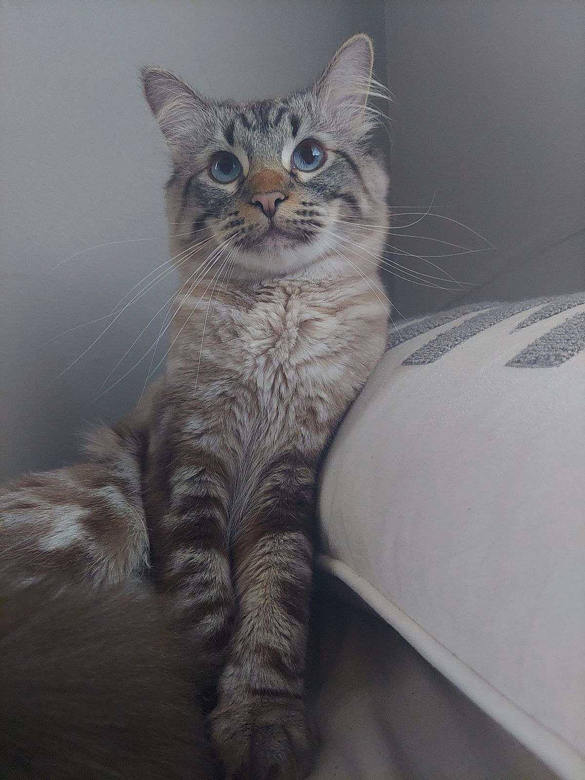 Wolfman joined the competition — help win amazing prizes! carnivore, cat, domestic_short_haired_cat, door, felidae, fur, grey, paw, sitting, small_to_medium_sized_cats, snout, tail, terrestrial_animal, whiskers, wildlife, window