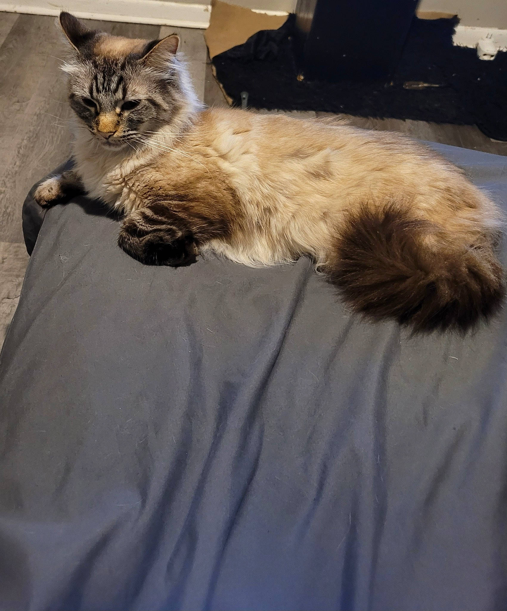 Wolfman is registered to the contest to win money with this photo: bed, bedding, carnivore, cat, claw, comfort, domestic_short_haired_cat, fawn, felidae, fur, grey, mammal, paw, small_to_medium_sized_cats, snout, tail, terrestrial_animal, vertebrate, whiskers, wood