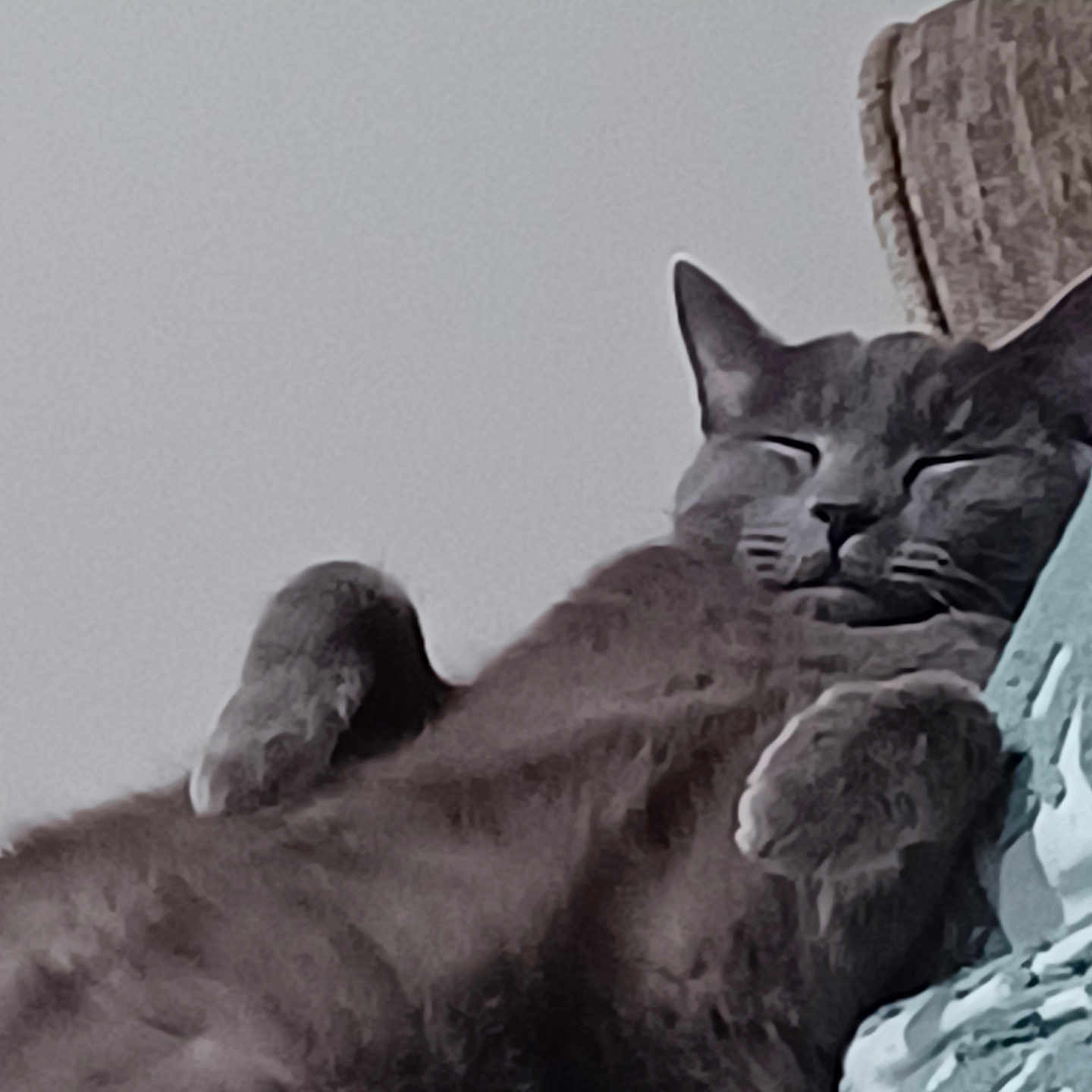 Smokey is registered to the contest to win money with this photo: abyssinian, animal, architecture, armchair, building, canine, cat, chair, couch, cushion, dog, furniture, homedecor, indoors, kitten, livingroom, manx, person, pet, sleeping
