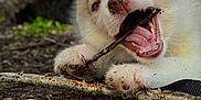 Bluey participe au concours pour gagner de l'argent avec cette photo : puppy, dog, husky, chewing, stick, outdoor, forest_floor, nature, playful, animal, pet, young, tongue, teeth, fur, closeup, happy, paw, canine, ground