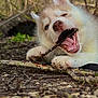 puppy, dog, husky, chewing, stick, outdoor, forest_floor, nature, playful, animal, pet, young, tongue, teeth, fur, closeup, happy, paw, canine, ground