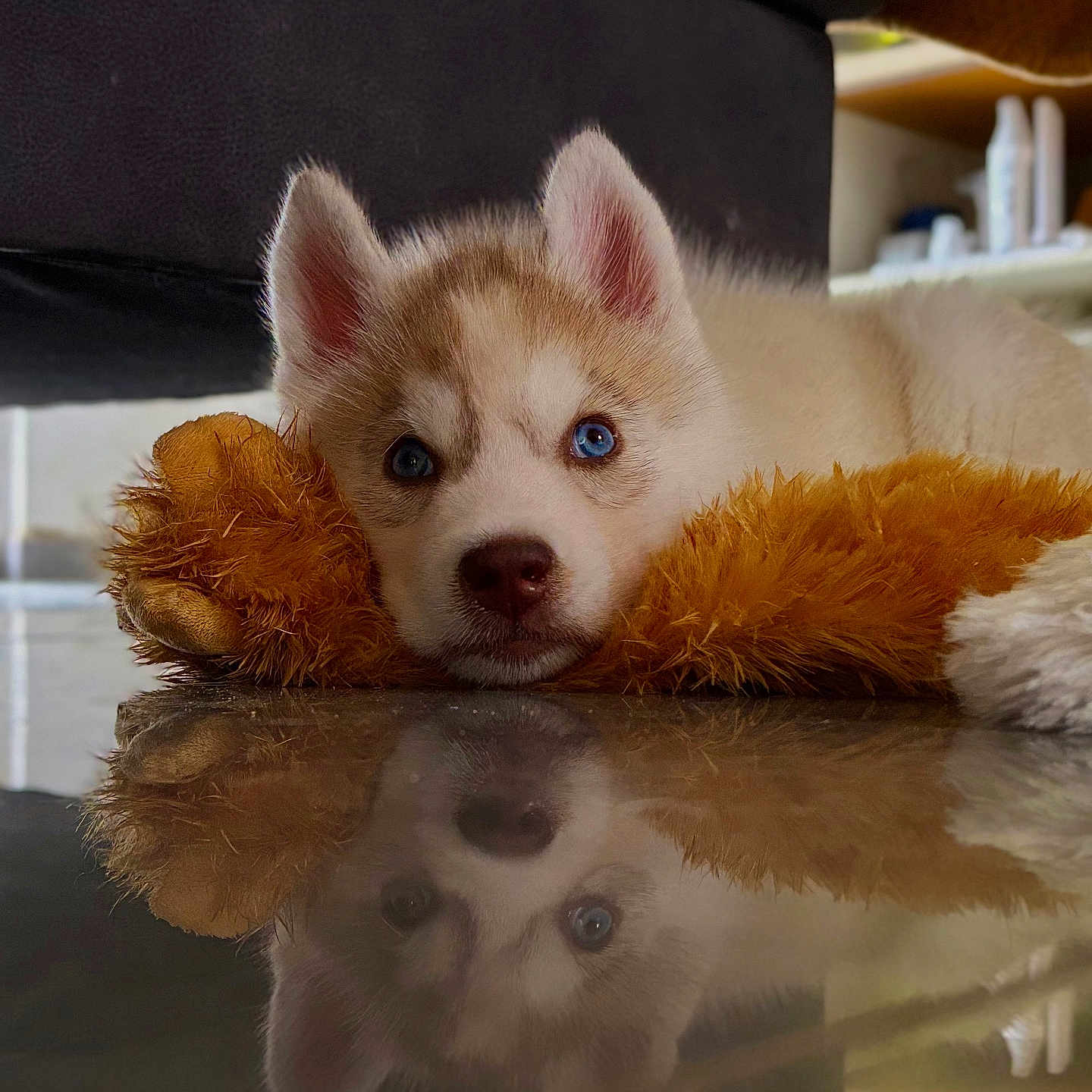 Bluey participe au concours pour gagner de l'argent avec cette photo : puppy, dog, husky, blue_eyes, toy, reflection, floor, indoor, pet, cute, fur, animal, resting, lying_down, close_up, young, domestic_animal, face, ears, snout