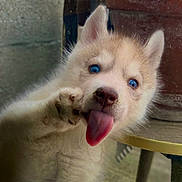 Bluey a rejoint le concours — aidez-le/la à gagner de superbes lots ! puppy, dog, husky, blue_eyes, tongue_out, paw, fluffy, cute, pet, animal, portrait, close_up, indoor, table, plant_pot, fur, playful, young, adorable, expression
