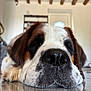 dog, saint_bernard, close_up, nose, resting, floor, reflection, indoor, wooden_beams, door, window, pet, animal, fur, brown, white, black, snout, sleepy, cozy