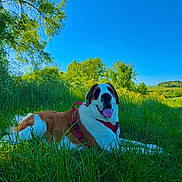 Violette a rejoint le concours — aidez-le/la à gagner de superbes lots ! dog, saint_bernard, grass, meadow, outdoor, nature, sky, tree, canine, pet, animal, summer, sunny, greenery, field, relaxing, tongue_out, daylight, landscape, happy