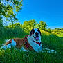 dog, saint_bernard, grass, meadow, outdoor, nature, sky, tree, canine, pet, animal, summer, sunny, greenery, field, relaxing, tongue_out, daylight, landscape, happy