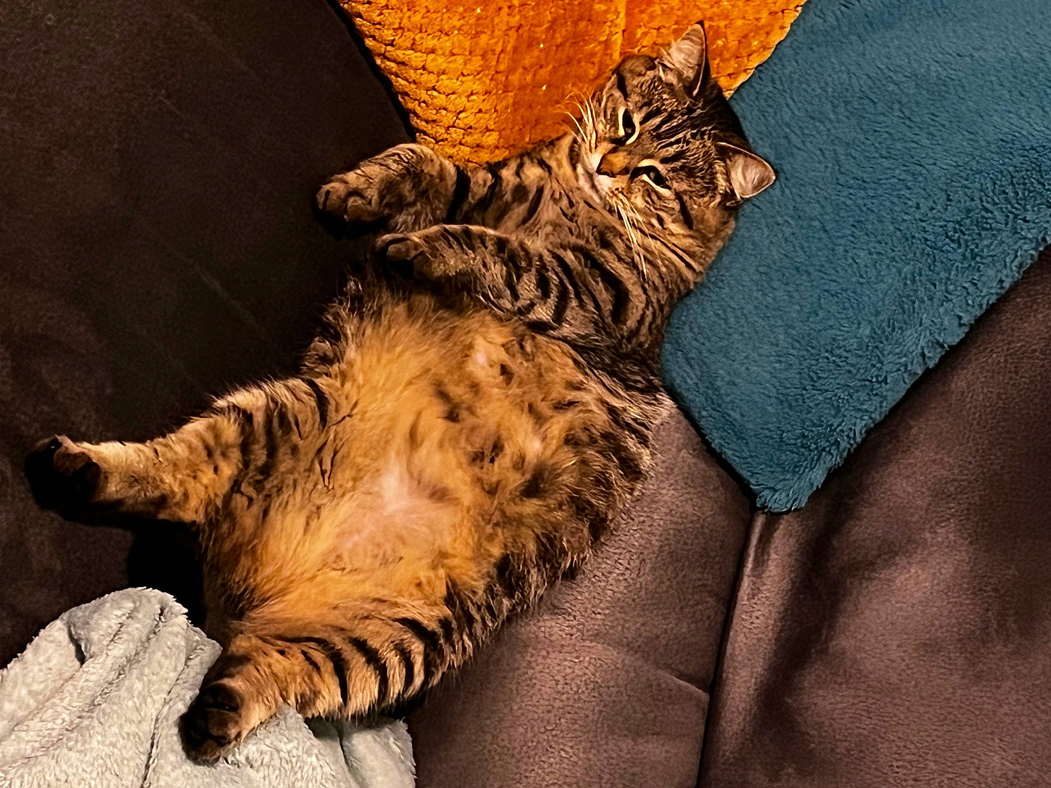 Minette participe au concours pour gagner de l'argent avec cette photo : bed, big_cats, carnivore, cat, claw, comfort, domestic_short_haired_cat, fawn, felidae, fur, linens, paw, room, small_to_medium_sized_cats, snout, tail, terrestrial_animal, whiskers, wildlife, wood