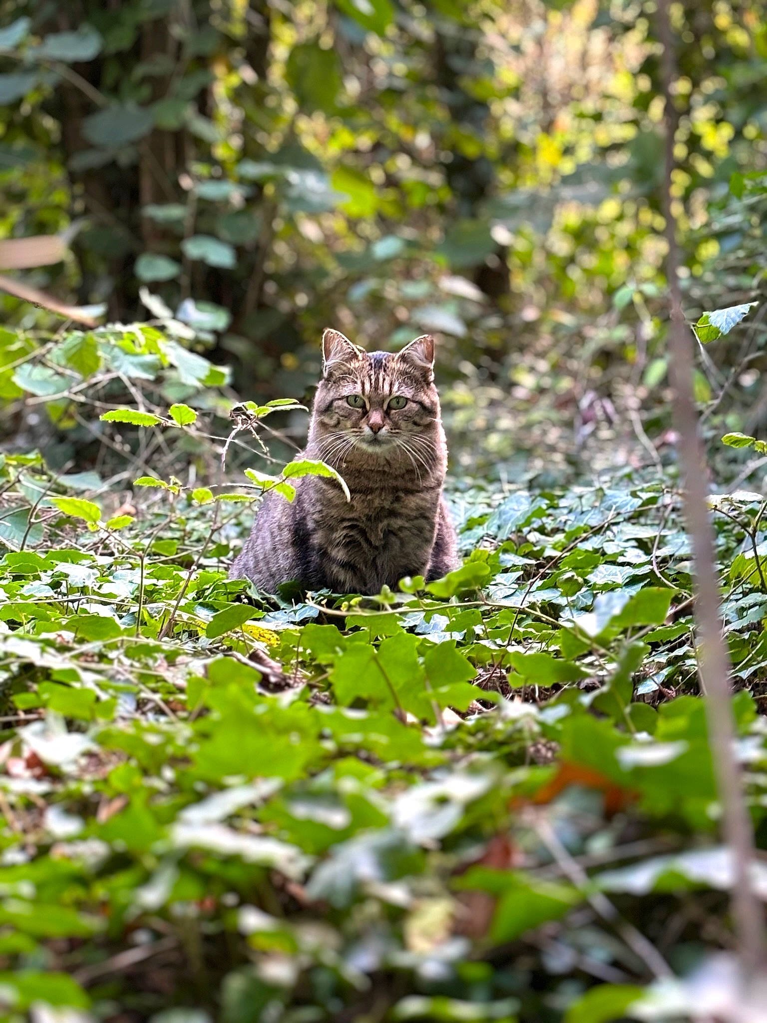 Minette participe au concours pour gagner de l'argent avec cette photo : carnivore, cat, fawn, felidae, forest, fur, grass, groundcover, jungle, organism, plant, small_to_medium_sized_cats, tail, terrestrial_animal, terrestrial_plant, tree, whiskers, wildlife, wood, woodland