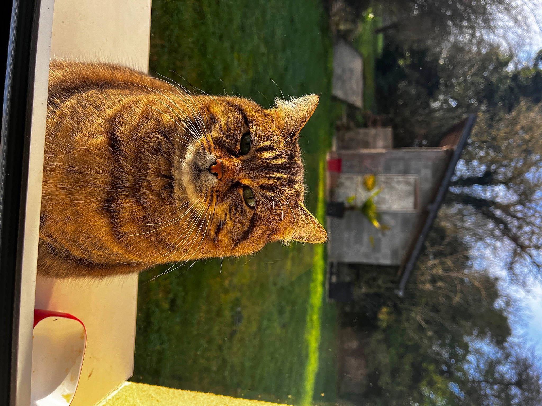 Minette a rejoint le concours — aidez-le/la à gagner de superbes lots ! big_cats, carnivore, cat, domestic_short_haired_cat, fawn, felidae, fur, grass, lynx, plant, small_to_medium_sized_cats, snout, tail, terrestrial_animal, tree, trunk, whiskers, wildlife, window, wood