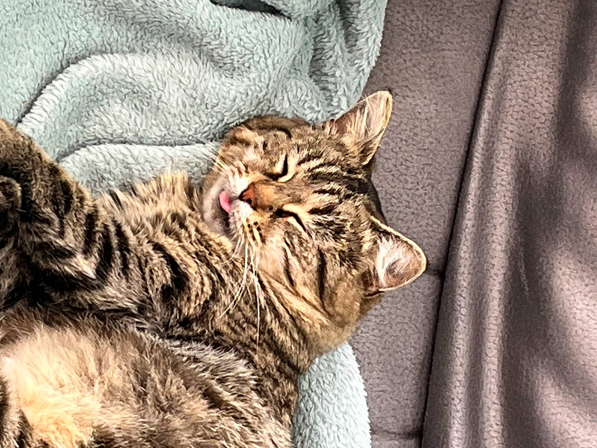 Minette participe au concours pour gagner de l'argent avec cette photo : carnivore, cat, claw, comfort, domestic_short_haired_cat, eye, felidae, fur, mammal, paw, sleeve, small_to_medium_sized_cats, snout, tail, terrestrial_animal, vertebrate, whiskers, wildlife