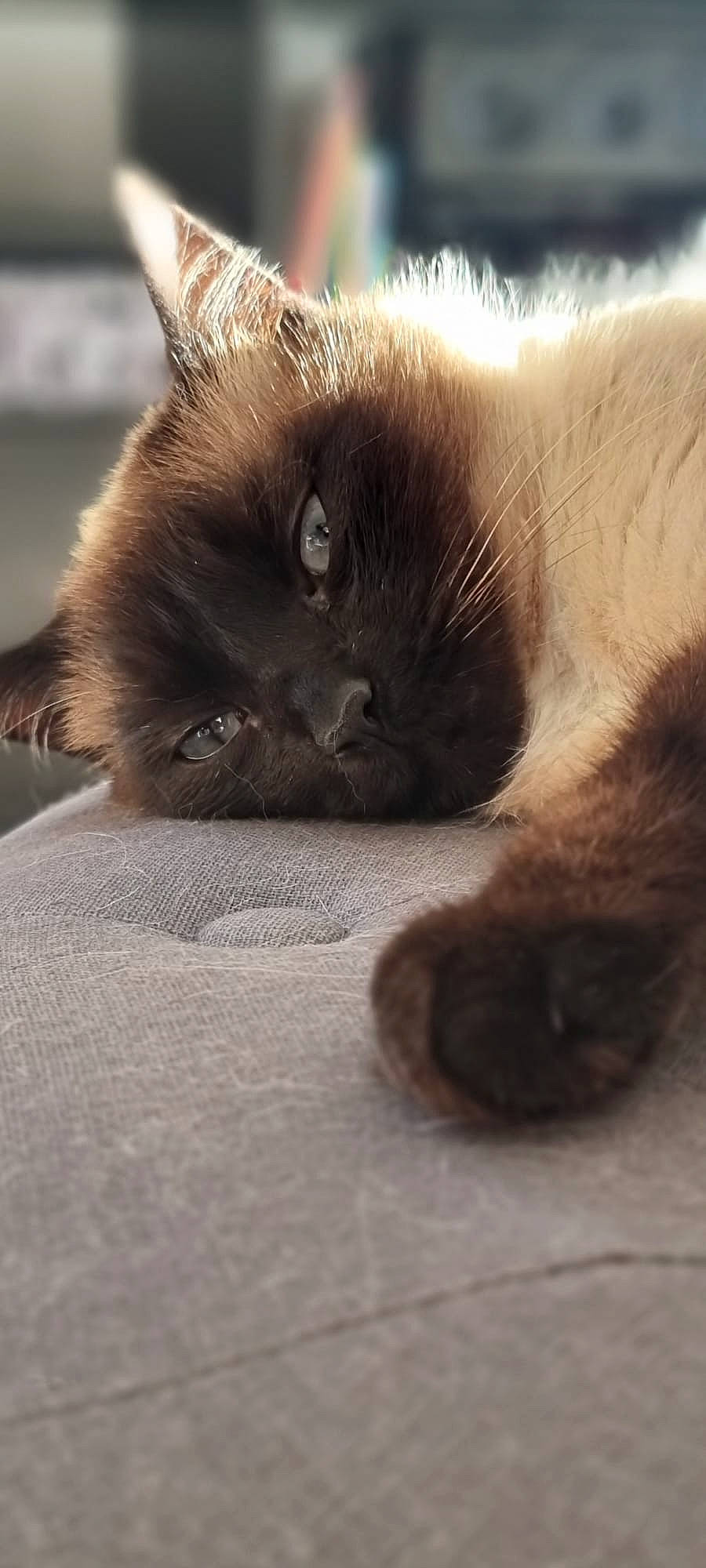 Zola a rejoint le concours — aidez-le/la à gagner de superbes lots ! balinese, birman, carnivore, cat, claw, fawn, felidae, fur, paw, siamese, small_to_medium_sized_cats, snout, tail, thai, whiskers