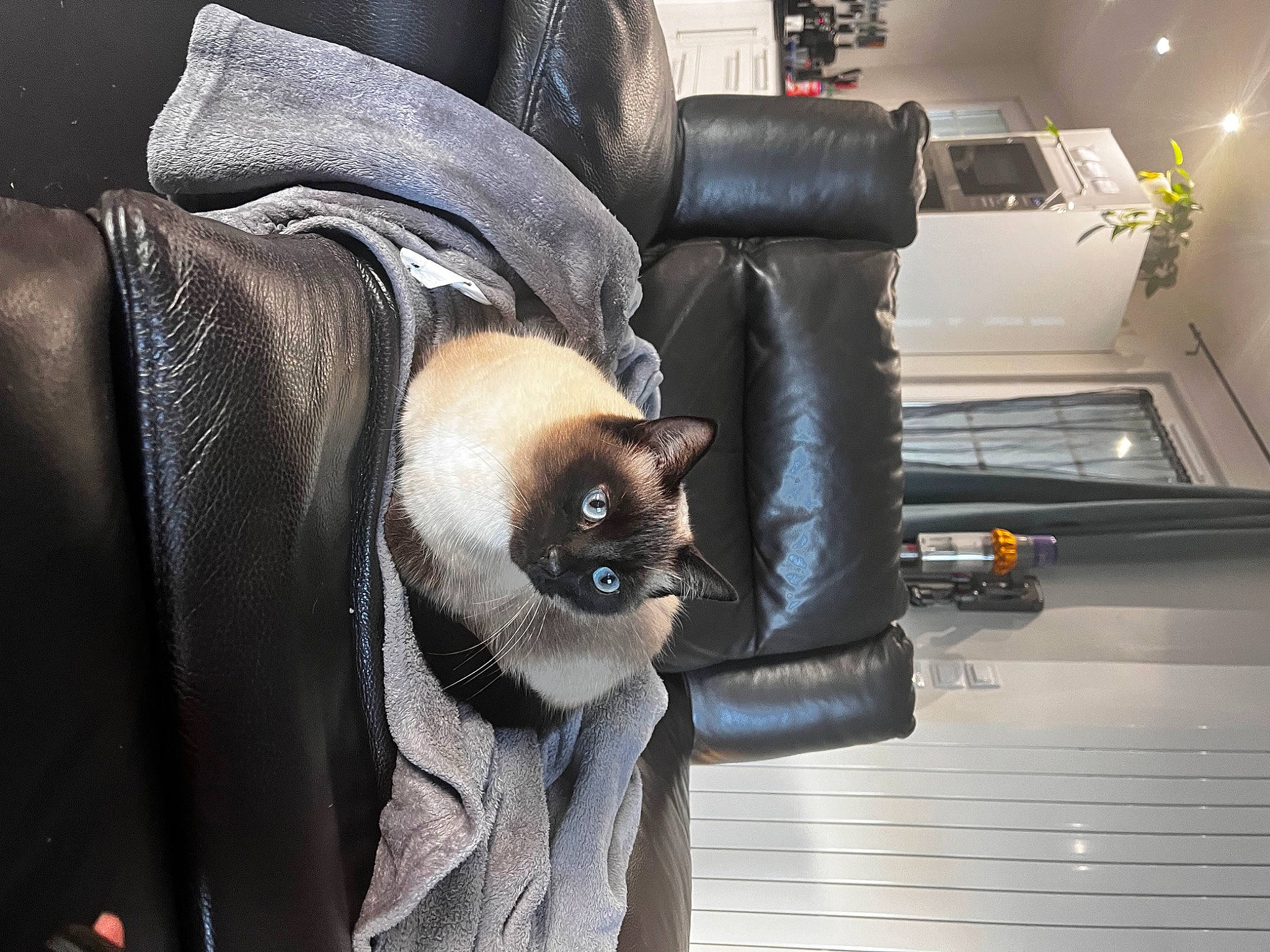 Zola a rejoint le concours — aidez-le/la à gagner de superbes lots ! armrest, auto_part, automotive_design, automotive_tire, automotive_wheel_system, carnivore, cat, chair, comfort, companion_dog, dog_breed, eyewear, fawn, felidae, fur, mammal, small_to_medium_sized_cats, sunglasses, whiskers, wood