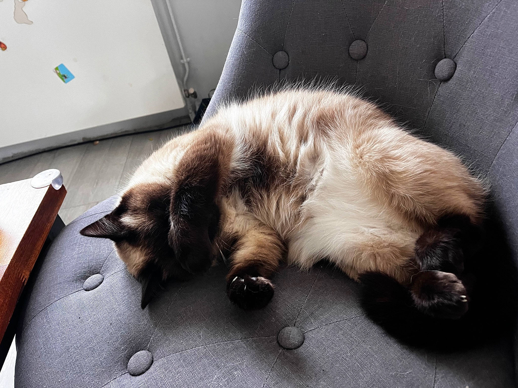 Zola a rejoint le concours — aidez-le/la à gagner de superbes lots ! balinese, carnivore, cat, claw, comfort, domestic_short_haired_cat, fawn, felidae, flooring, fur, nap, paw, siamese, sleep, small_to_medium_sized_cats, sporting_group, tail, thai, tonkinese, whiskers