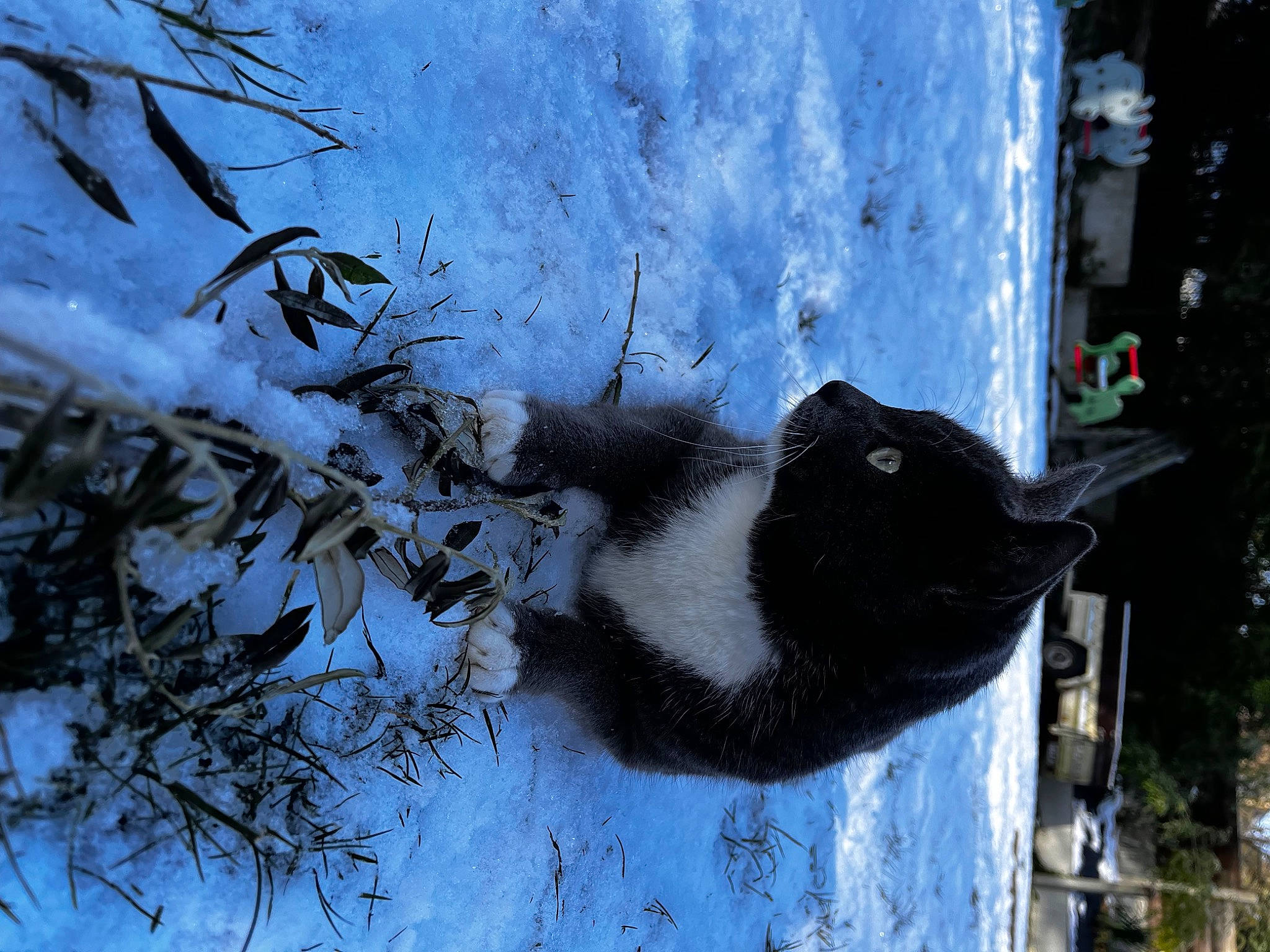 Zéphyr participe au concours pour gagner de l'argent avec cette photo : carnivore, domestic_short_haired_cat, felidae, flowerpot, freezing, frost, fur, house, plant, small_to_medium_sized_cats, snout, snow, tail, tree, trunk, twig, whiskers, window, winter, wood