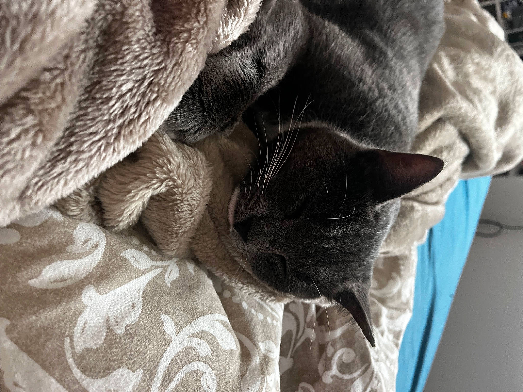 Zéphyr participe au concours pour gagner de l'argent avec cette photo : carnivore, cat, comfort, domestic_short_haired_cat, feather, felidae, fur, grey, linens, pattern, russian_blue, small_to_medium_sized_cats, tail, textile, whiskers, wood