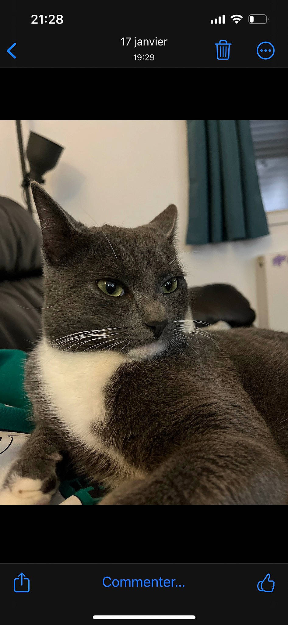 Zéphyr a rejoint le concours — aidez-le/la à gagner de superbes lots ! carnivore, cat, cat_supply, comfort, curtain, domestic_short_haired_cat, felidae, fur, grey, monochrome_photography, paw, small_to_medium_sized_cats, tail, terrestrial_animal, whiskers, window