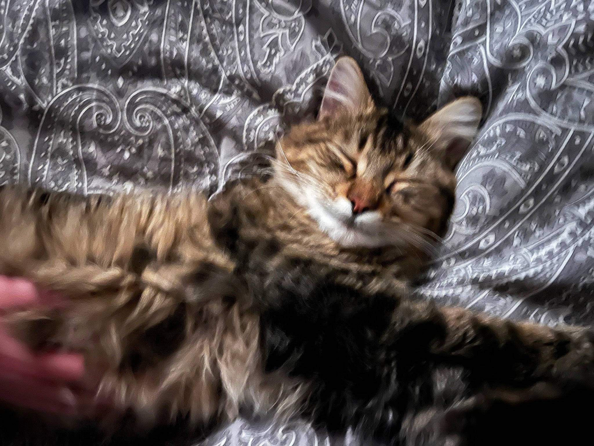 Guizmo participe au concours pour gagner de l'argent avec cette photo : carnivore, cat, claw, comfort, darkness, domestic_short_haired_cat, felidae, fur, paw, small_to_medium_sized_cats, tail, tree, whiskers, wildlife