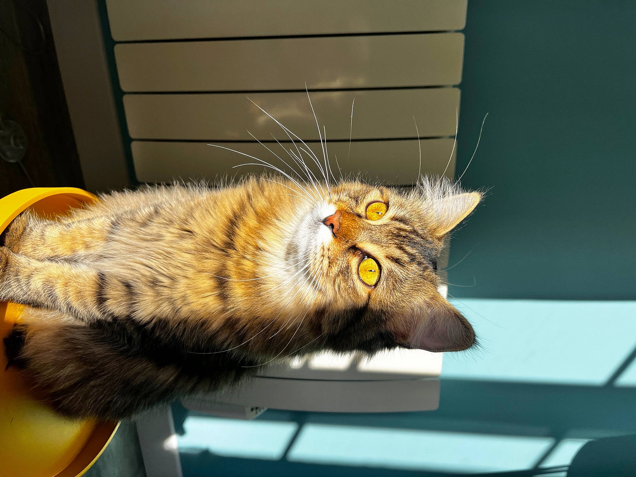 Guizmo participe au concours pour gagner de l'argent avec cette photo : carnivore, cat, chair, claw, domestic_short_haired_cat, felidae, fur, paw, small_to_medium_sized_cats, snout, table, tail, terrestrial_animal, whiskers