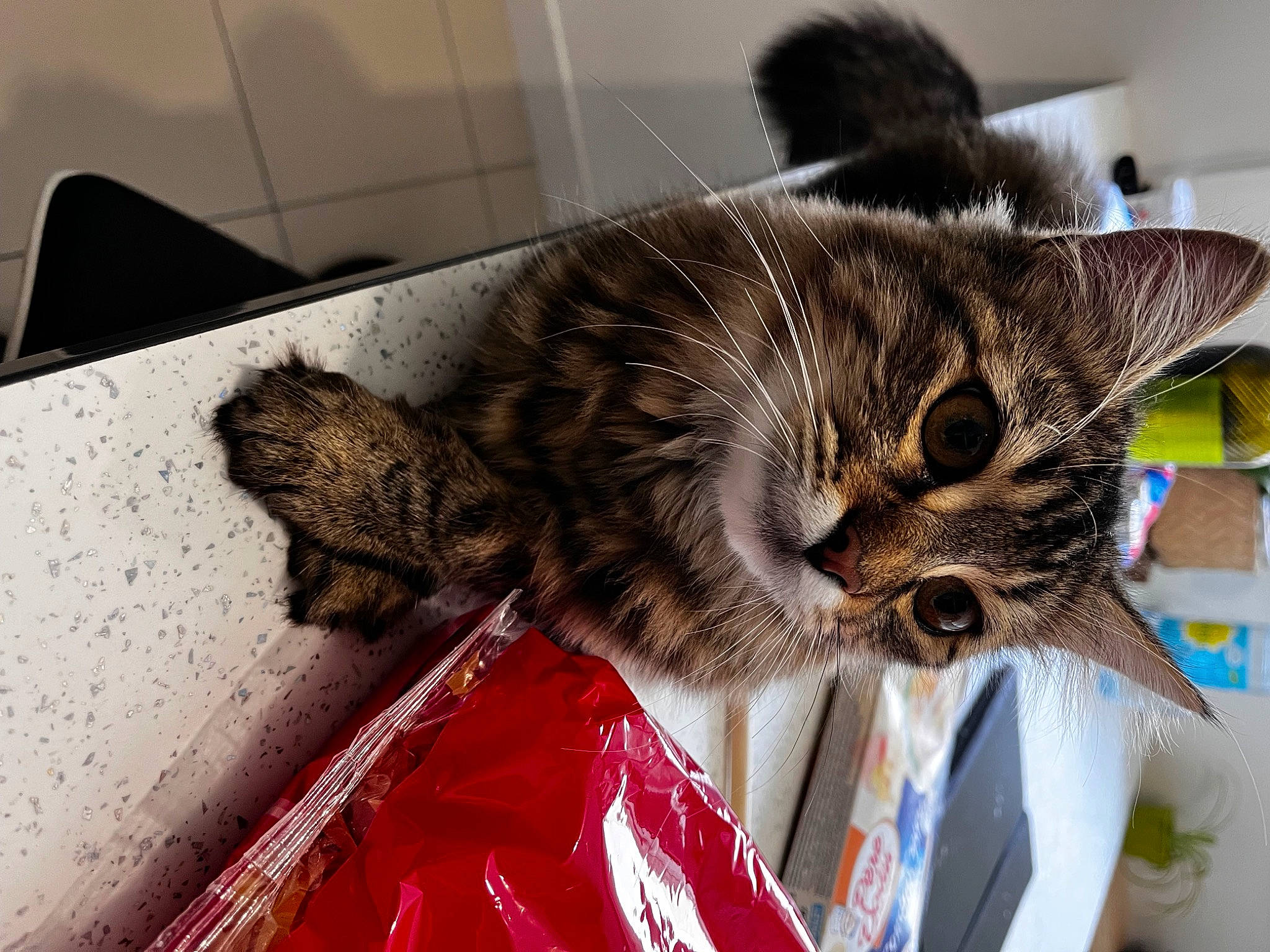 Guizmo a rejoint le concours — aidez-le/la à gagner de superbes lots ! box, cardboard, carnivore, cat, claw, comfort, domestic_short_haired_cat, felidae, fur, paw, small_to_medium_sized_cats, snout, tail, whiskers