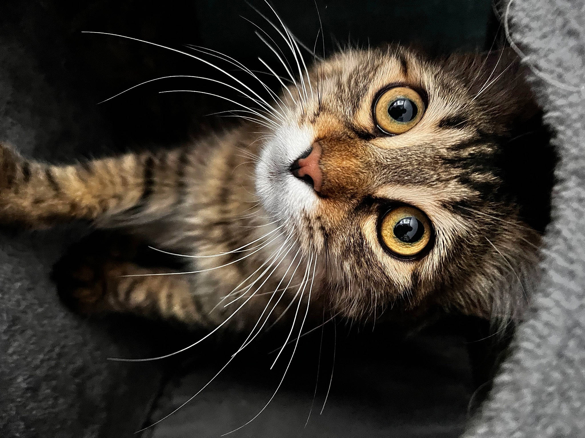 Guizmo participe au concours pour gagner de l'argent avec cette photo : carnivore, cat, darkness, domestic_short_haired_cat, eye, felidae, fur, hair, head, iris, macro_photography, paw, small_to_medium_sized_cats, snout, terrestrial_animal, whiskers, wildlife