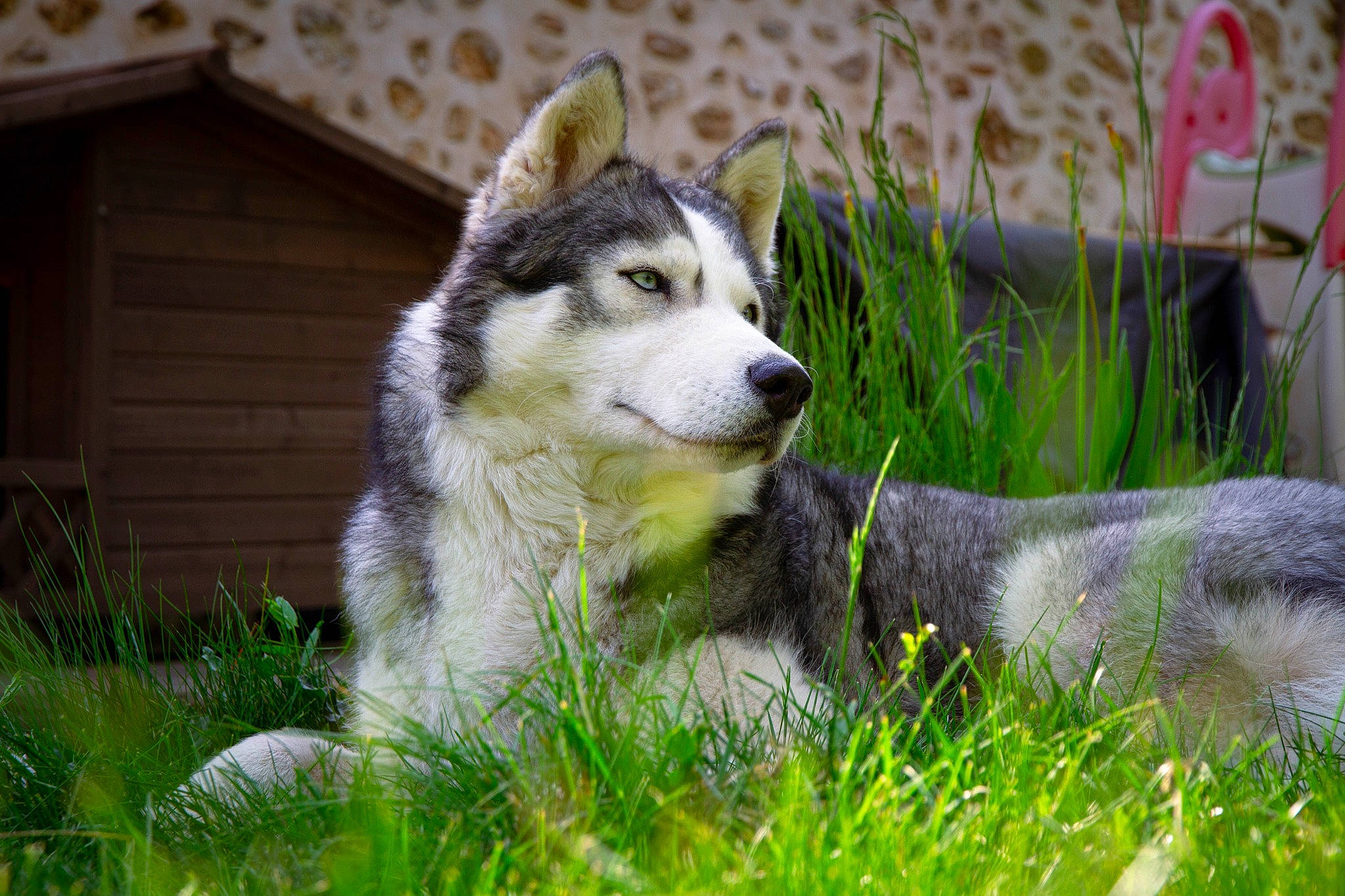 Raïko a rejoint le concours — aidez-le/la à gagner de superbes lots ! art, canidae, canis, canis_lupus_tundrarum, carnivore, dog, dog_breed, fur, grass, groundcover, plant, siberian_husky, sled_dog, snout, sporting_group, terrestrial_animal, whiskers, wildlife, wolf, working_animal