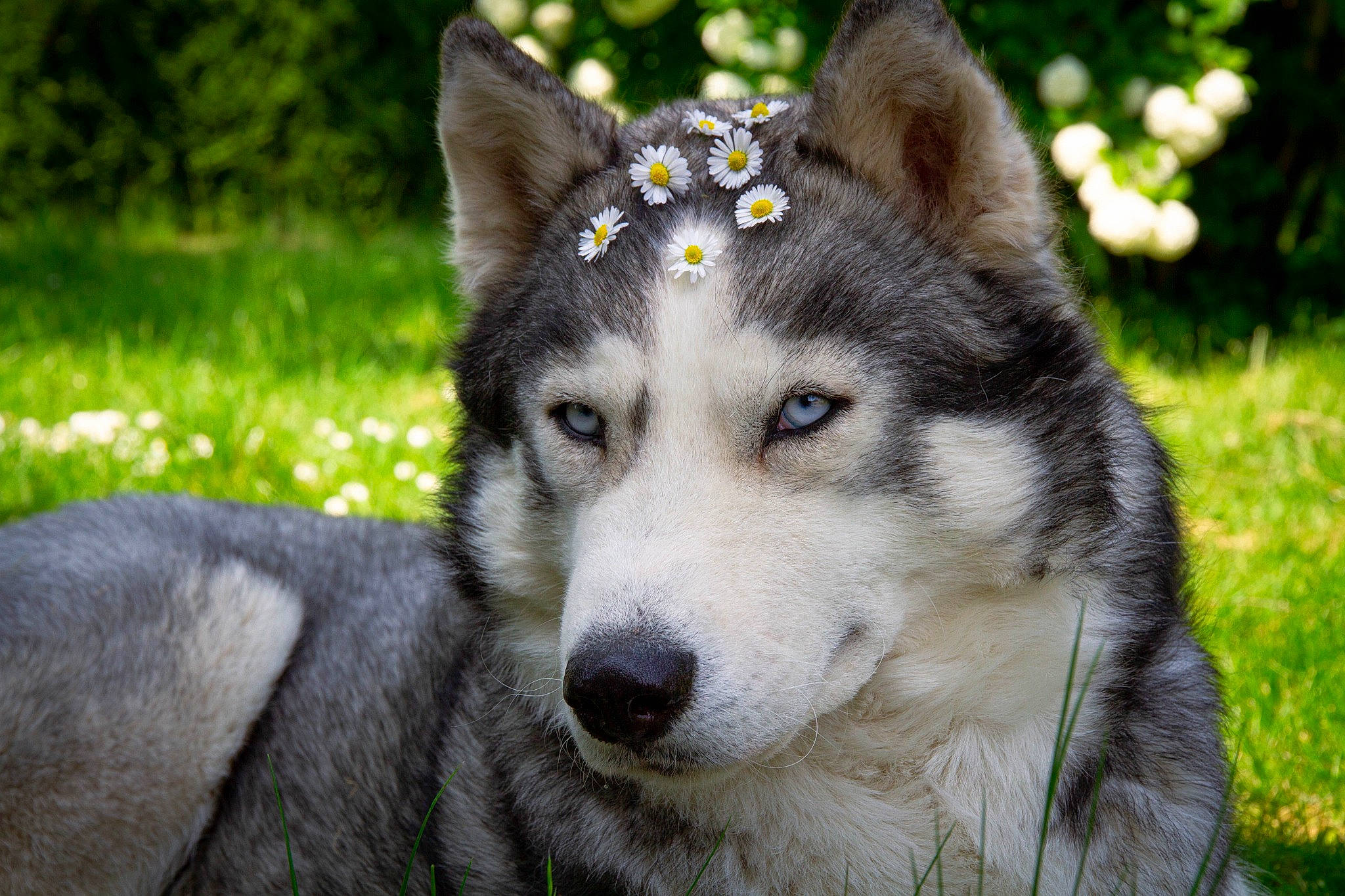 Raïko a rejoint le concours — aidez-le/la à gagner de superbes lots ! art, canidae, canis, carnivore, dog, dog_breed, eye, fur, grass, head, plant, sled_dog, snout, sporting_group, terrestrial_animal, tree, whiskers, wildlife, wolf, working_dog