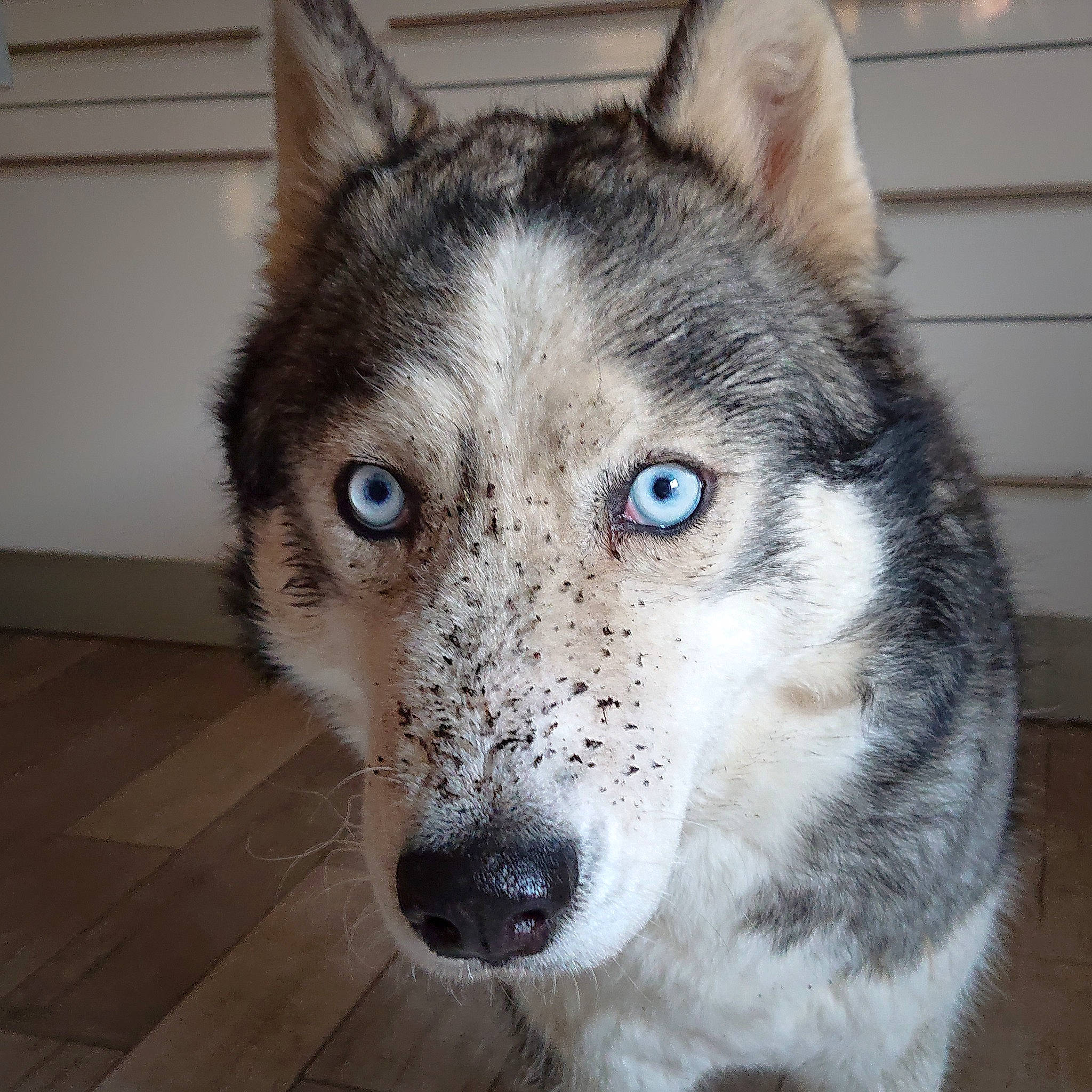 Raïko a rejoint le concours — aidez-le/la à gagner de superbes lots ! ancient_dog_breeds, art, canadian_eskimo_dog, canidae, canis, carnivore, companion_dog, dog, dog_breed, fur, grey, jaw, sled_dog, snout, sporting_group, terrestrial_animal, whiskers, wolf, working_animal, working_dog