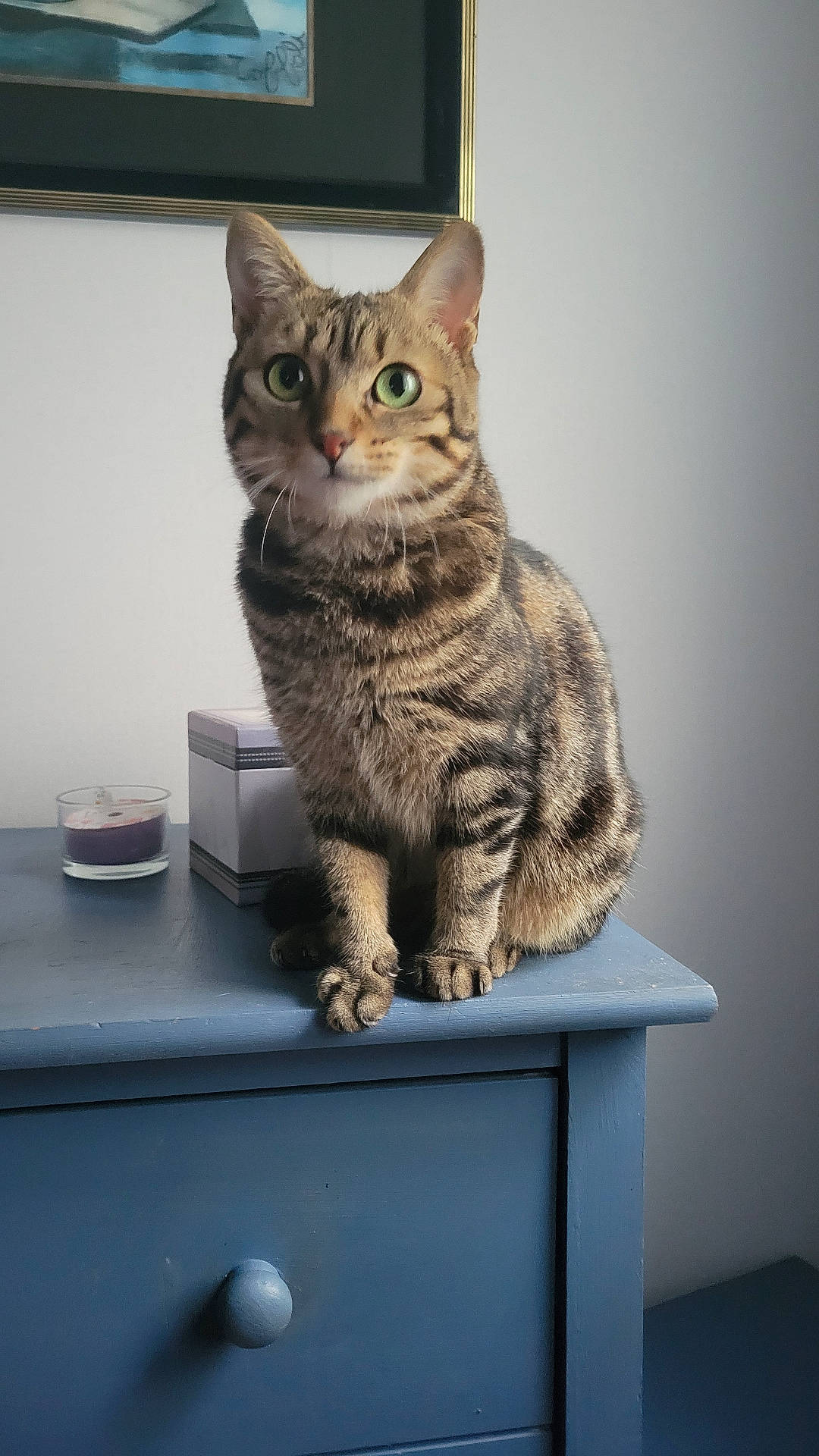 Grisette participe au concours pour gagner de l'argent avec cette photo : blue_dresser, box, candle, cat, claws, cute, domestic_animal, ears, feline, fur, furniture, green_eyes, indoor, painting, pet, portrait, sitting, tabby_cat, wall, whiskers
