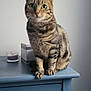 Grisette a rejoint le concours — aidez-le/la à gagner de superbes lots ! blue_dresser, box, candle, cat, claws, cute, domestic_animal, ears, feline, fur, furniture, green_eyes, indoor, painting, pet, portrait, sitting, tabby_cat, wall, whiskers