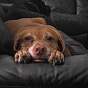 Bella is registered to the contest to win money with this photo: animal, brown_dog, canine, closeup, comfort, couch, dog, ears, fur, head, home, indoor, laying, leather_couch, paws, pets, quiet, relaxed, resting, snout