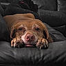 animal, brown_dog, canine, closeup, comfort, couch, dog, ears, fur, head, home, indoor, laying, leather_couch, paws, pets, quiet, relaxed, resting, snout