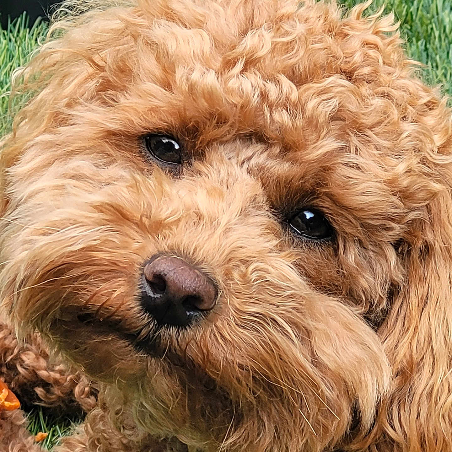 Poochie is registered to the contest to win money with this photo: airedale, animal, bison, canine, cockerspaniel, dog, grass, lawn, pet, plant, poodle, puppy, terrier, whitedog