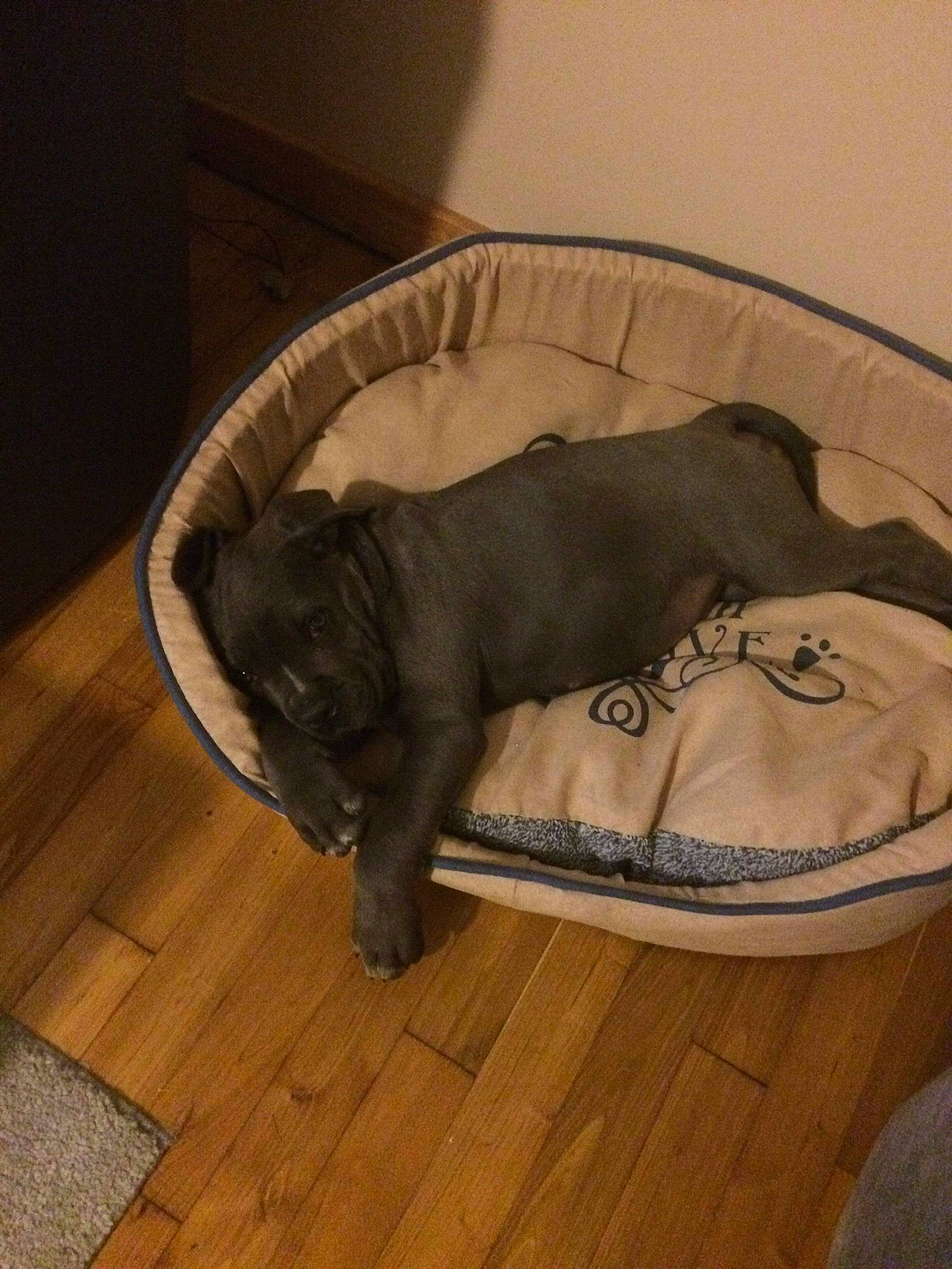 Goliath participe au concours pour gagner de l'argent avec cette photo : canidae, carnivore, companion_dog, dog, dog_bed, dog_breed, fawn, floor, flooring, hardwood, puppy, sporting_group, tail