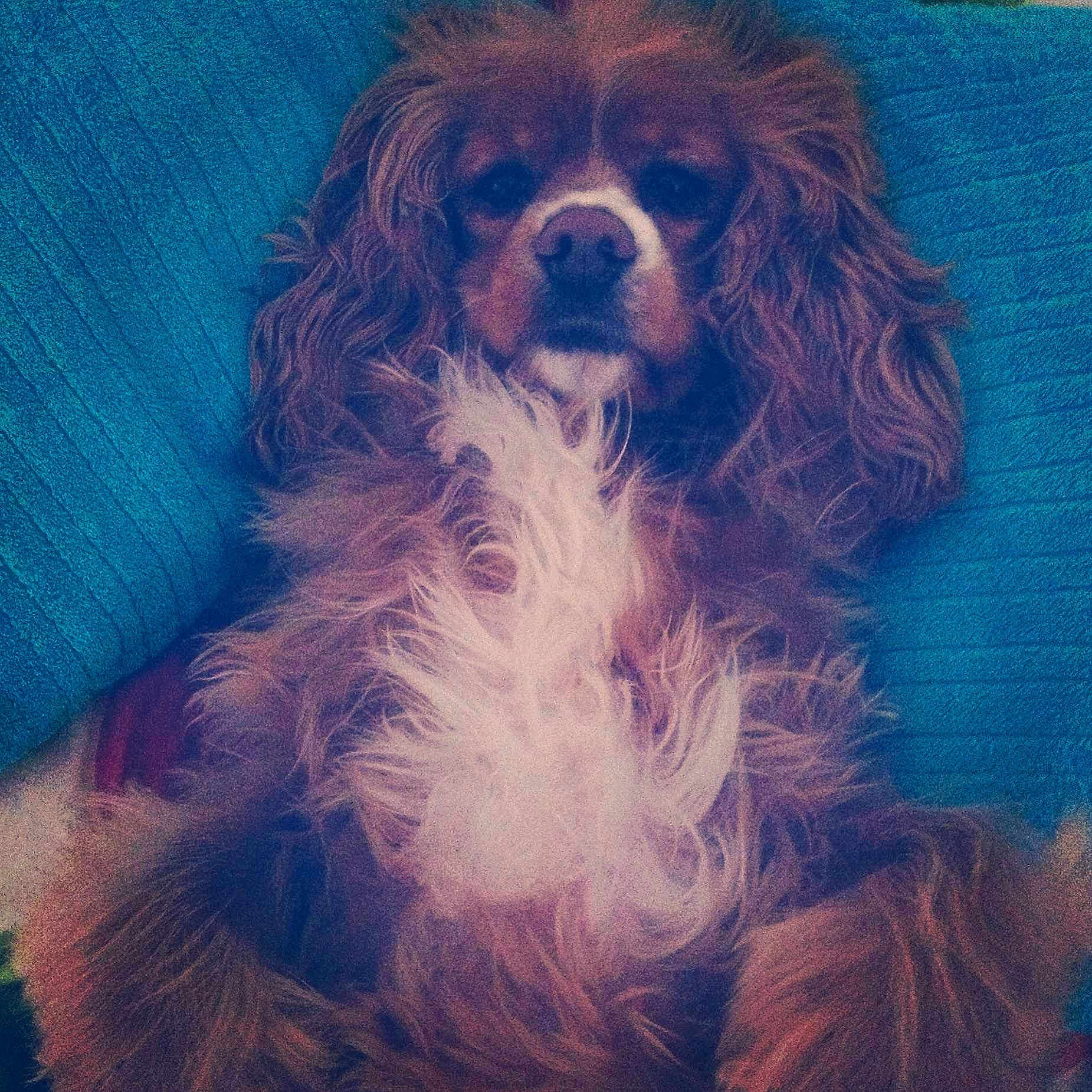 Molly participe au concours pour gagner de l'argent avec cette photo :