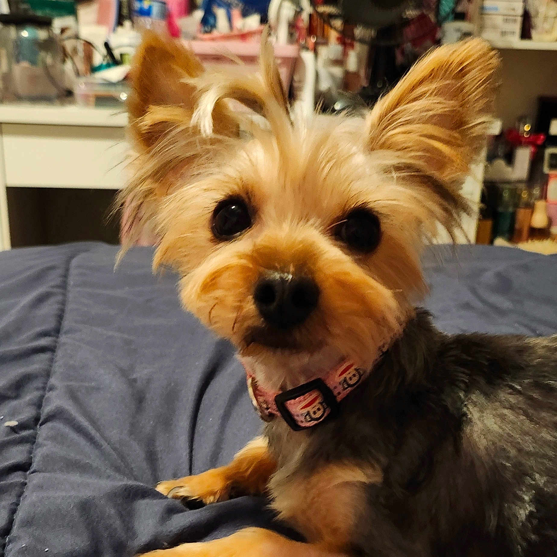 Cinnamon joined the competition — help win amazing prizes! animal, bed, black_nose, blanket, brown_fur, closeup, collar, companion, curious, cute, dog, domestic, ears, face, fur, home, indoor, lying_down, pet, small_dog