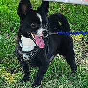 Niko is registered to the contest to win money with this photo: animal, black_dog, canine, cute, daylight, dog, ears_up, grass, happy_dog, harness, leash, nature, outdoor, pet, playful, small_dog, standing, tail_curled, tongue_out, white_dog