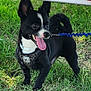 animal, black_dog, canine, cute, daylight, dog, ears_up, grass, happy_dog, harness, leash, nature, outdoor, pet, playful, small_dog, standing, tail_curled, tongue_out, white_dog