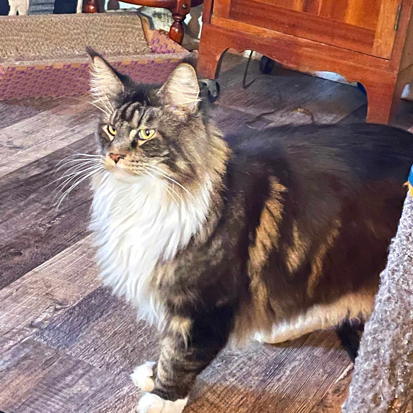 Toulouse is registered to the contest to win money with this photo: animal, architecture, building, cat, chair, couch, furniture, hardwood, homedecor, indoors, interiordesign, kitten, livingroom, manx, pet, plywood, room, stainedwood, table, wood