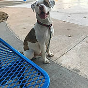 Spike is registered to the contest to win money with this photo: dog, animal, pet, collar, leash, sitting, outdoor, park, picnic_table, concrete, playground, happy, brown_and_white, daytime, fence, trees, grass, vehicle, pavement, metal