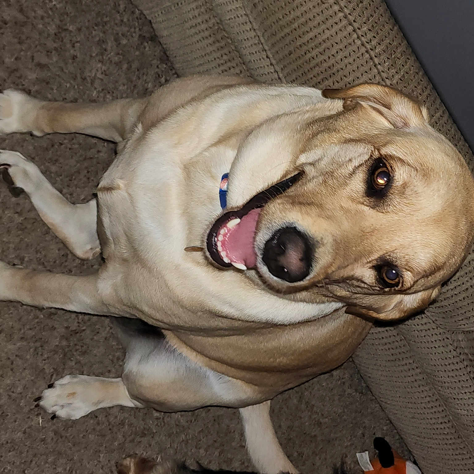 Dezzie Marie