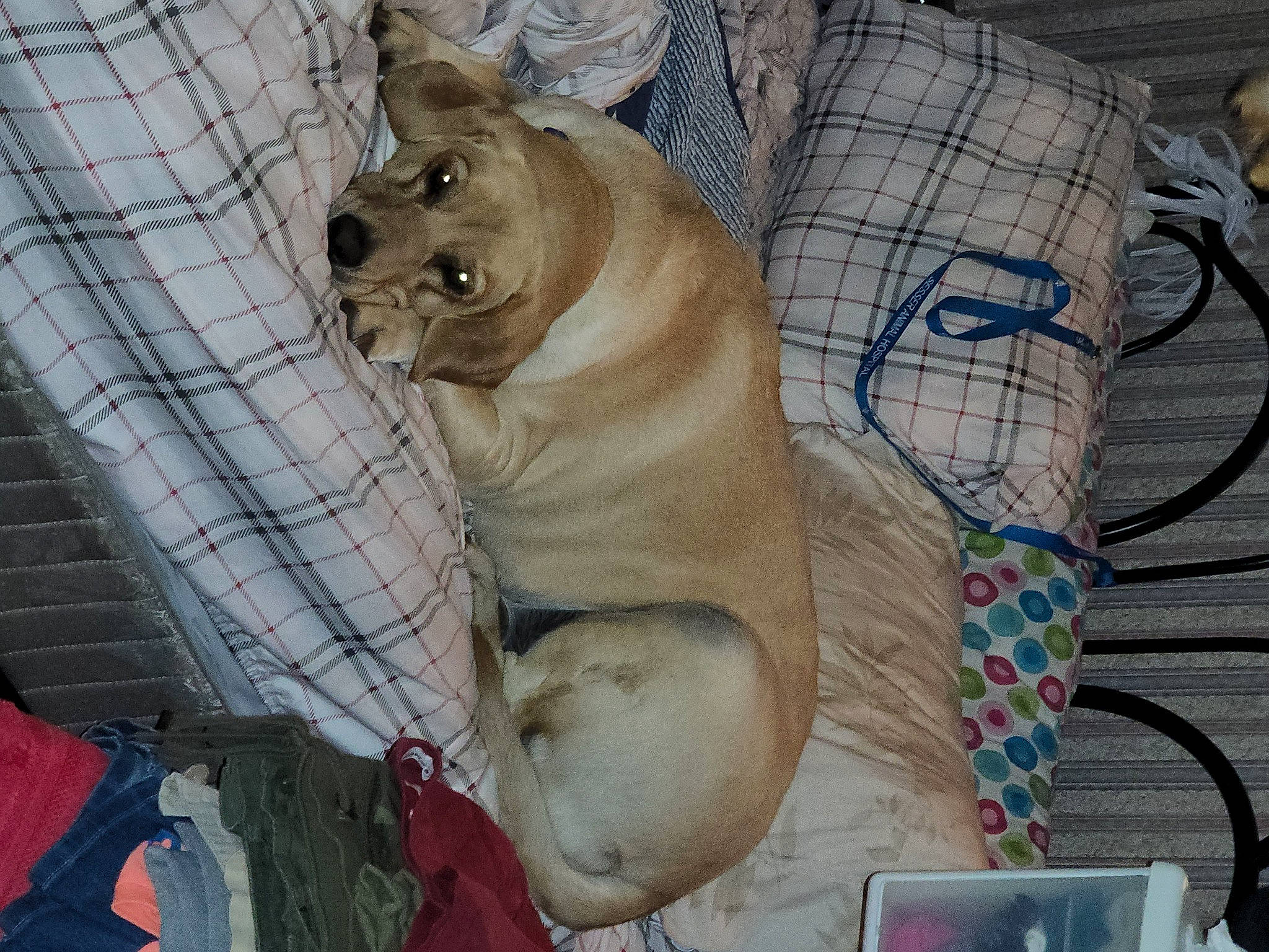 Dezzie Marie joined the competition — help win amazing prizes! animal_shelter, canidae, carnivore, collar, companion_dog, dog, dog_breed, dog_supply, fawn, felidae, laptop, pet_supply, small_to_medium_sized_cats, snout, sporting_group, tail, terrestrial_animal, toy_dog, whiskers, working_animal