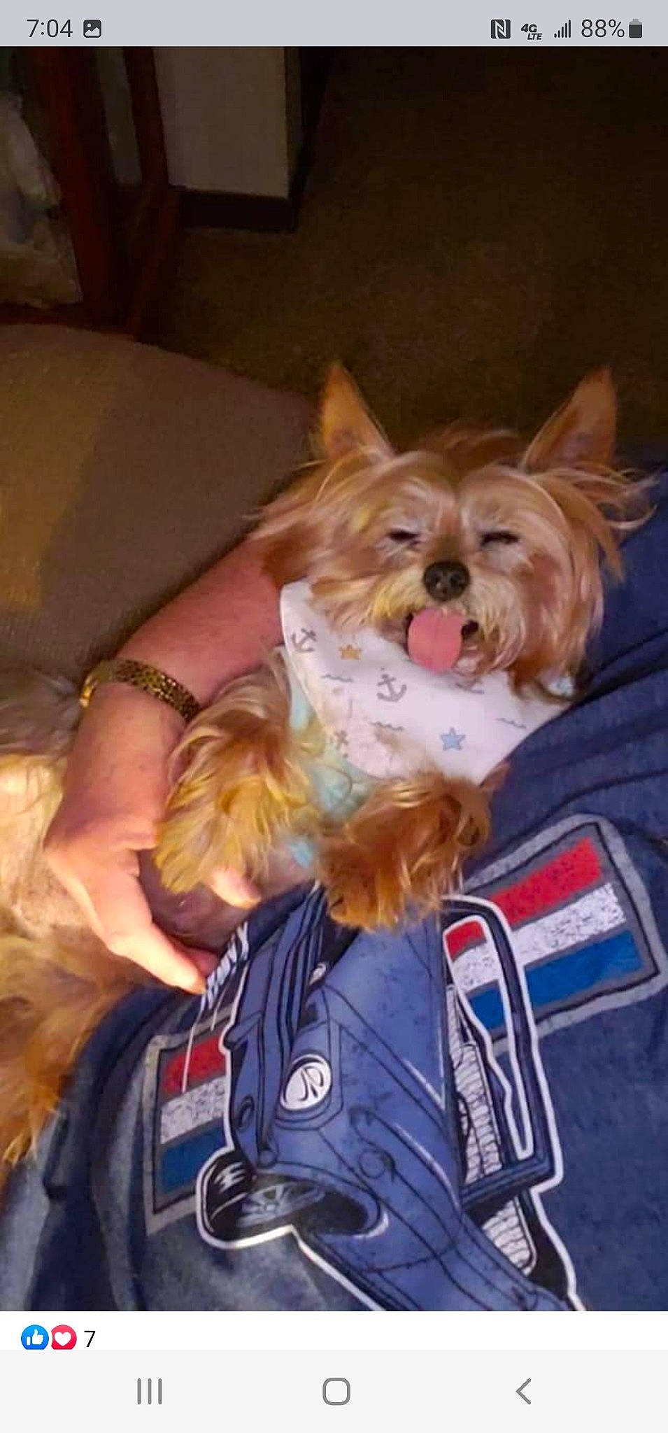 Binky Boo is registered to the contest to win money with this photo: australian_terrier, canidae, carnivore, companion_dog, dog, dog_breed, dog_clothes, dog_supply, event, fashion_accessory, fawn, fur, liver, small_terrier, snout, sporting_group, terrier, toy_dog, working_animal, yorkshire_terrier